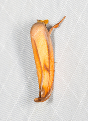 Wingia aurata
