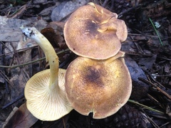 Cantharellus lewisii