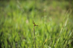 Rhyothemis graphiptera