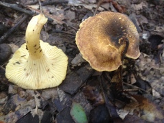 Cantharellus lewisii