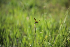 Rhyothemis graphiptera