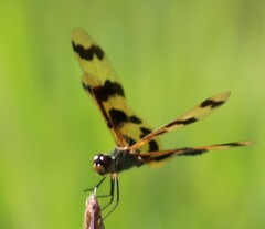 Rhyothemis graphiptera
