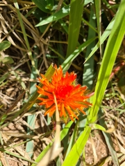 Gomphrena arborescens