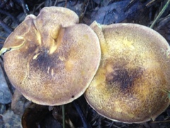 Cantharellus lewisii