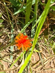 Gomphrena arborescens