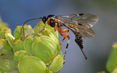 Itoplectis conquisitor