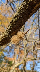 Trichagalma serratae