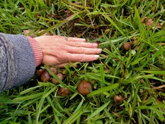 Psilocybe samuiensis