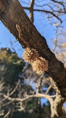Trichagalma serratae
