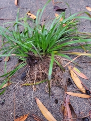 Liriope muscari