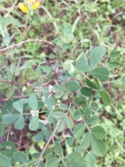 Hippocrepis emerus