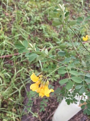 Hippocrepis emerus