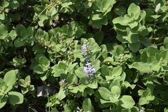 Vitex trifolia