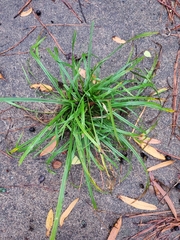 Liriope muscari