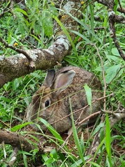 Sylvilagus brasiliensis