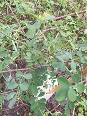 Hippocrepis emerus