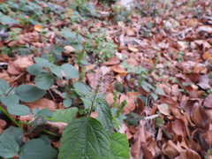 Acalypha phleoides