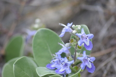 Vitex trifolia