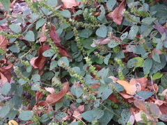 Acalypha phleoides
