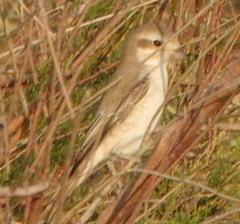Lanius isabellinus