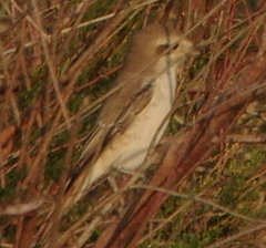Lanius isabellinus