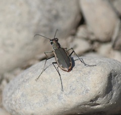Cicindela marginipennis