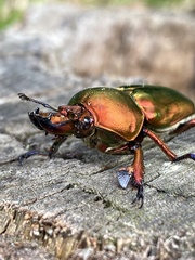 Lamprima aurata