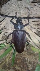 Ctenoscelis coeus