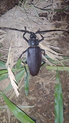 Ctenoscelis coeus