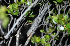 Strophurus intermedius