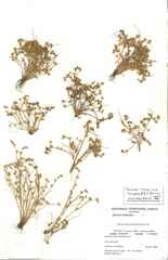 Juncus ranarius