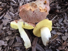 Hemileccinum floridanum