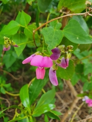 Dipogon lignosus
