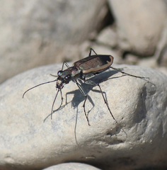 Cicindela marginipennis