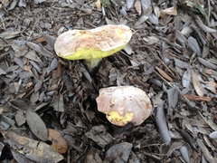Hemileccinum floridanum