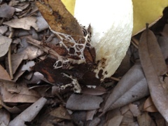 Hemileccinum floridanum