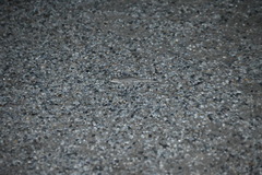 Strophurus intermedius