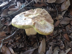 Hemileccinum floridanum