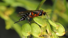 Itoplectis conquisitor