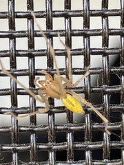 Cheiracanthium gracile