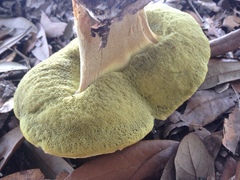 Hemileccinum floridanum