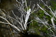 Strophurus intermedius