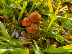 Psilocybe samuiensis