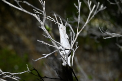 Strophurus intermedius