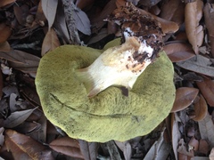 Hemileccinum floridanum