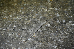 Strophurus intermedius