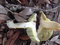 Hemileccinum floridanum