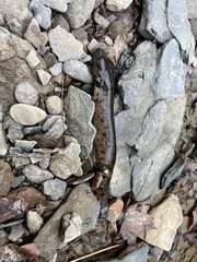Necturus maculosus