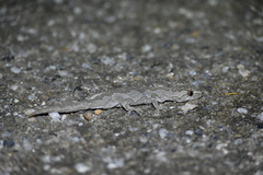 Strophurus intermedius