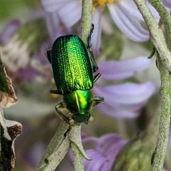 Diphucephala colaspidoides